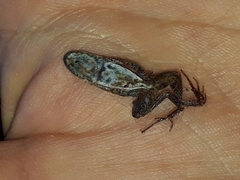 Cacosternum boettgeri
