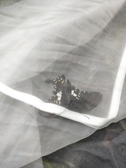 Papilio nephelus chaonulus