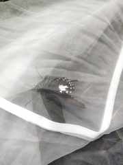 Papilio nephelus chaonulus