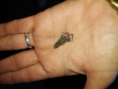 Cacosternum boettgeri