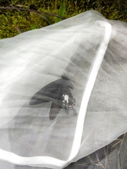 Papilio nephelus chaonulus