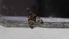 Otites porcus