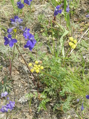 Lomatium cous