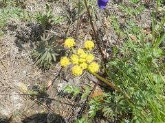 Lomatium cous