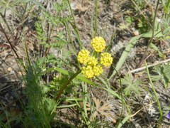 Lomatium cous