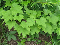 Dioscorea nipponica