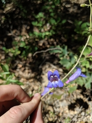 Penstemon laetus laetus