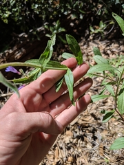 Penstemon laetus laetus