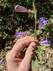 Penstemon laetus laetus