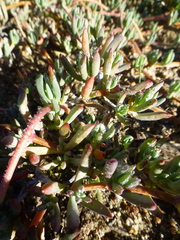 Lampranthus sociorum