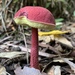 Rhubarb Bolete - Photo (c) indrabone, some rights reserved (CC BY-NC)
