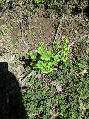 Euphorbia crenulata
