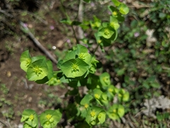 Euphorbia crenulata