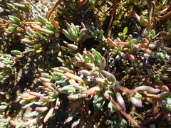 Lampranthus sociorum