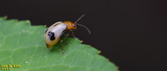 Paridea angulicollis