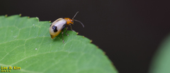 Paridea angulicollis