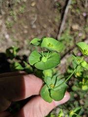 Euphorbia crenulata