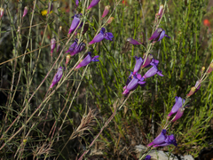 Penstemon heterophyllus australis