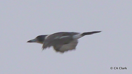 Grey Butcherbird, photo 2 of 10