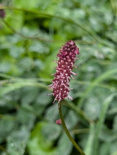 Image of Sanguisorba menziesii by (c) Simone Littledale, some rights reserved (CC BY)