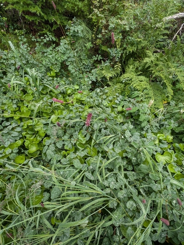 Image of Sanguisorba menziesii by (c) Simone Littledale, some rights reserved (CC BY)
