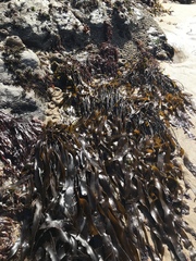 Laminaria sinclairii