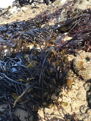 Laminaria sinclairii