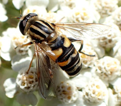 Helophilus latifrons