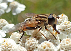 Helophilus latifrons