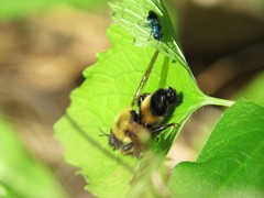 Laphria thoracica