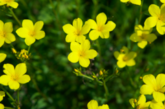 Linum flavum
