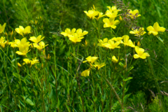 Linum flavum