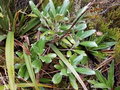Brachyglottis buchananii