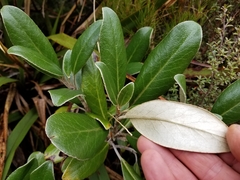Brachyglottis buchananii