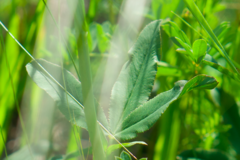 Trifolium rubens