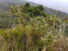 Pseudopanax linearis