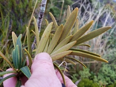 Pseudopanax linearis