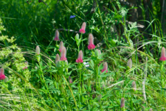 Trifolium rubens