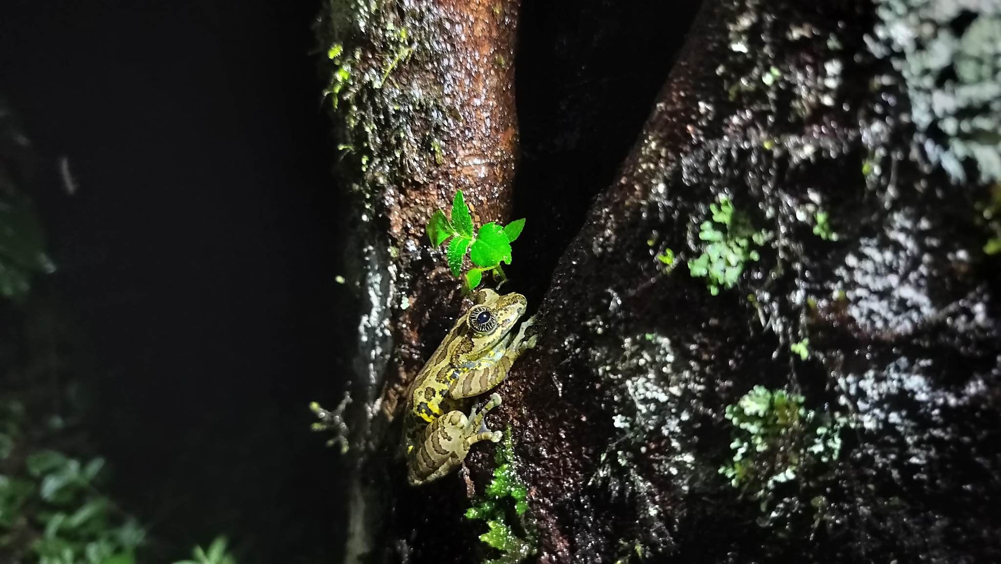 Ghat Tree Frog, Ghatixalus asterops