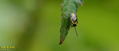 Eurydema