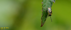 Eurydema