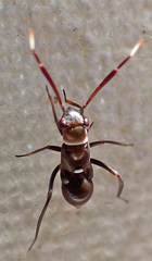 Pilophorus