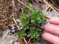 Gentianella impressinervia