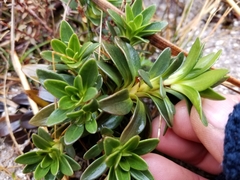 Gentianella impressinervia