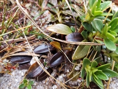 Gentianella impressinervia