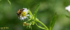 Lasiotrichius succinctus