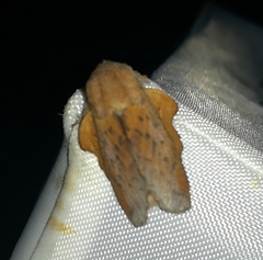 Phyllodesma tremulifolia