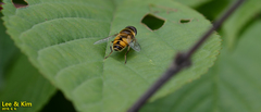 Eristalis kyokoae