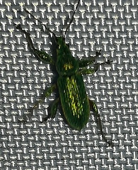 Phyllobius arborator