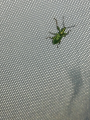 Phyllobius arborator